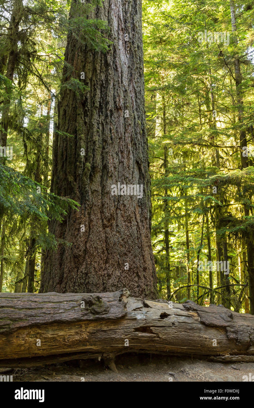 Giant Douglas Fir trees in Cathedral Grove, MacMillan Provincial Park, Vancouver Island, BC Stock Photo