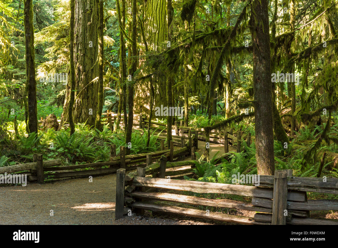 Wooden railing line the trails amongst the giants trees in Cathedral ...