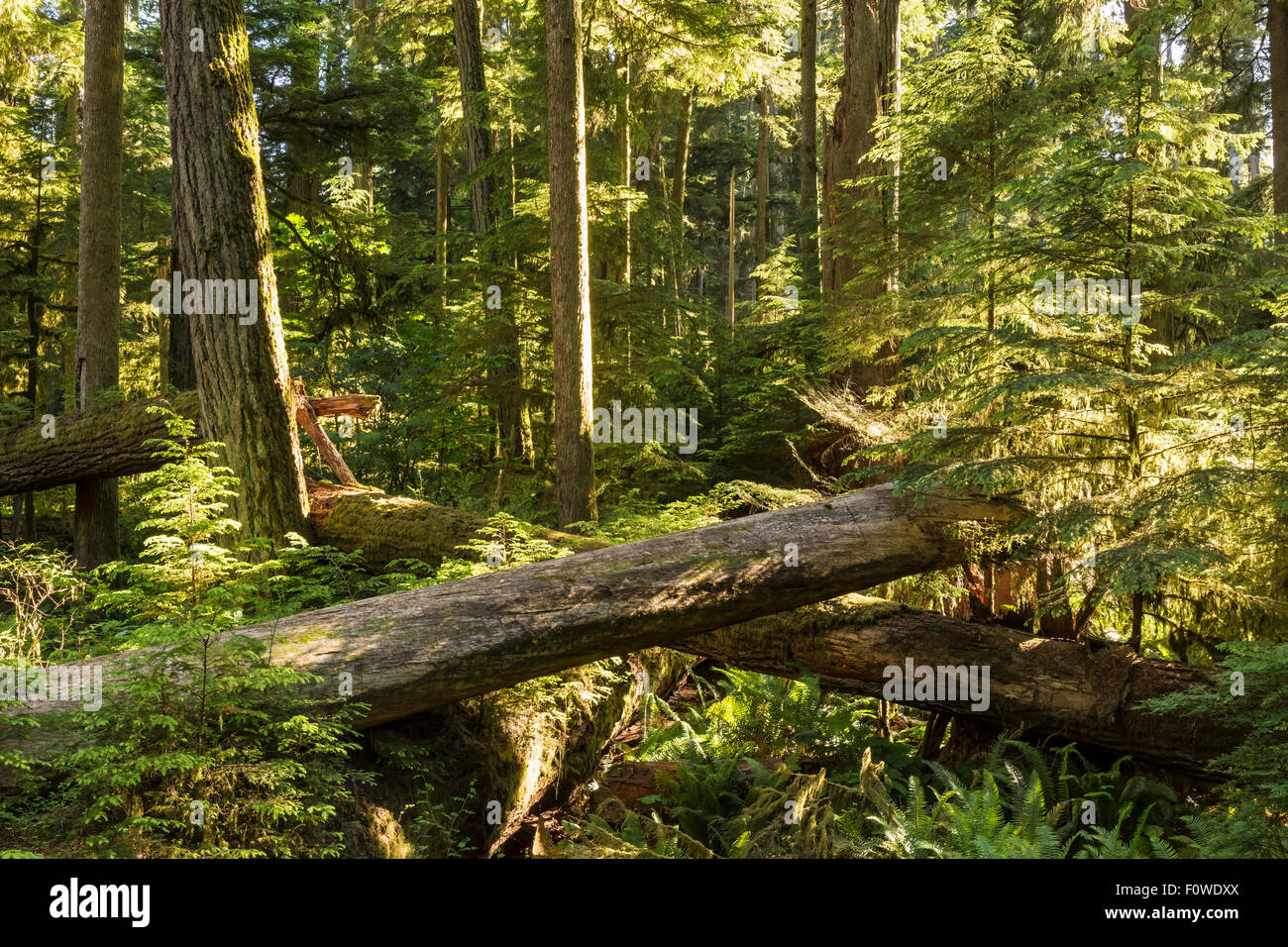 Saplings grow amongst downed giant Douglas Fir trees in Cathedral Grove