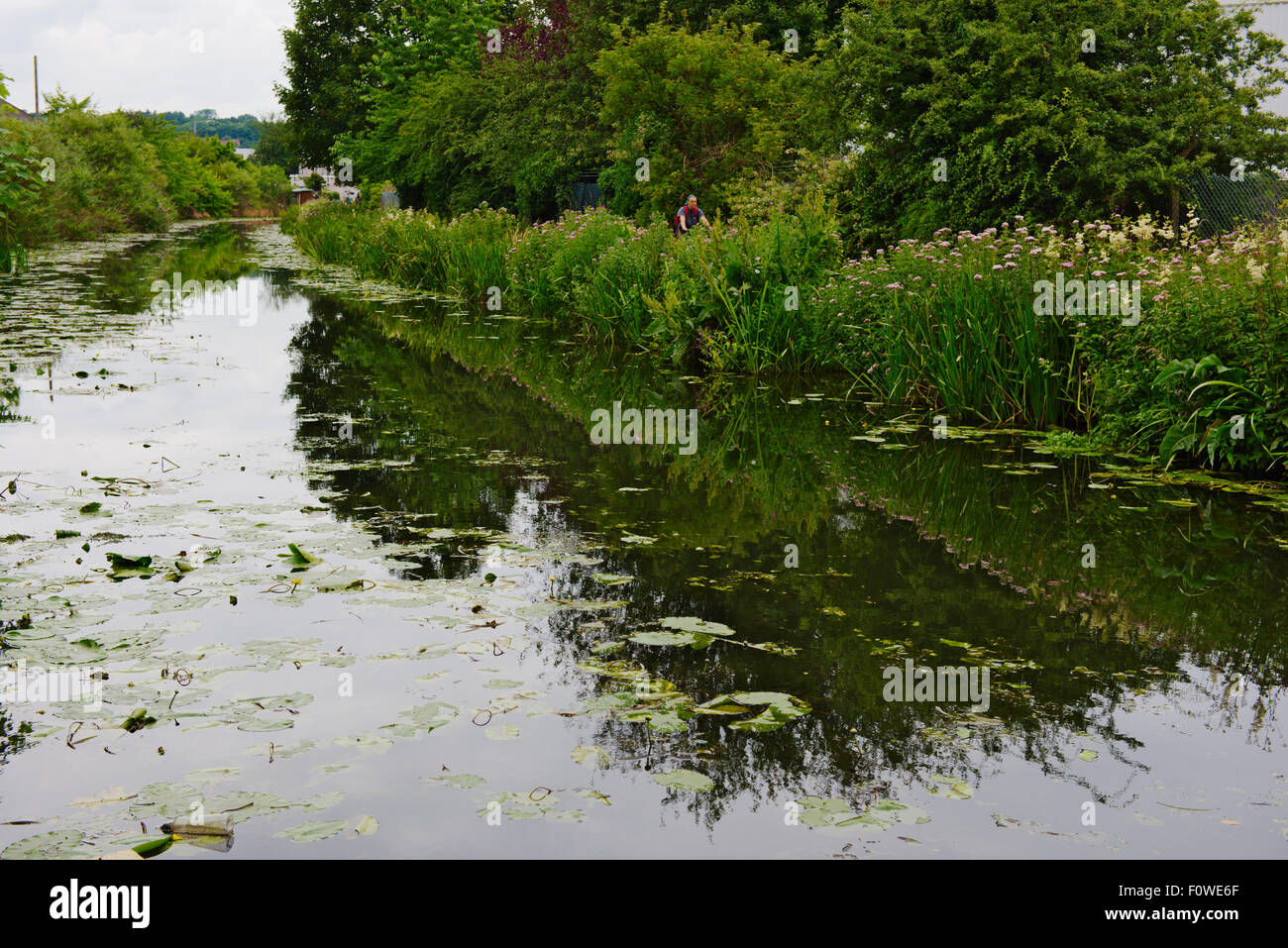 Erewash canal with weed growth near Stapleford Nottinghamshire Stock Photo