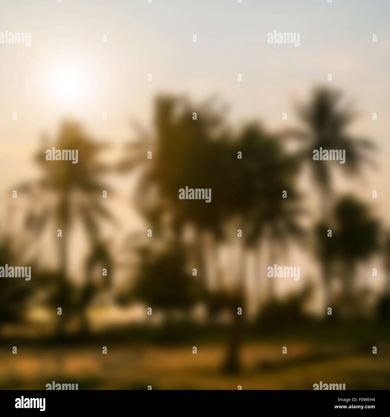 palms at sunset Stock Vector Image & Art - Alamy