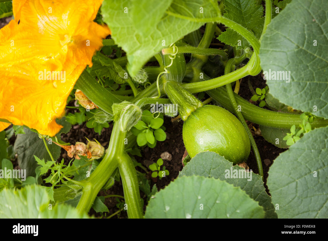 Marrow plant showing flower and fruit growing and leaves Stock Photo
