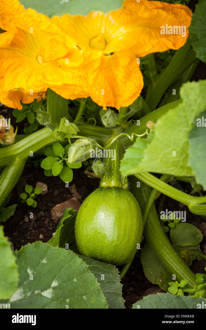 Marrow plant showing flower and fruit growing and leaves Stock Photo