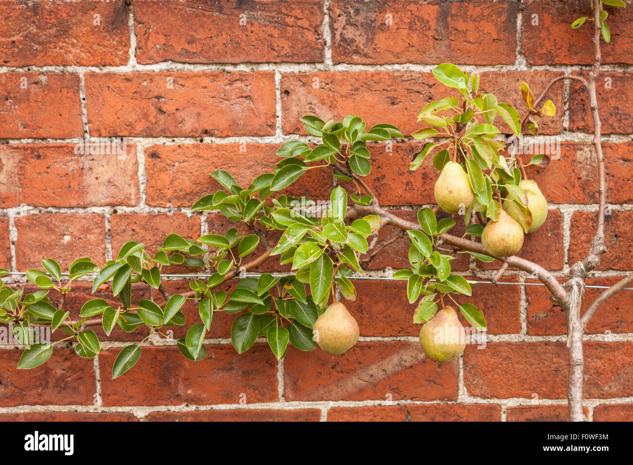Cordon pear tree hires stock photography and images Alamy