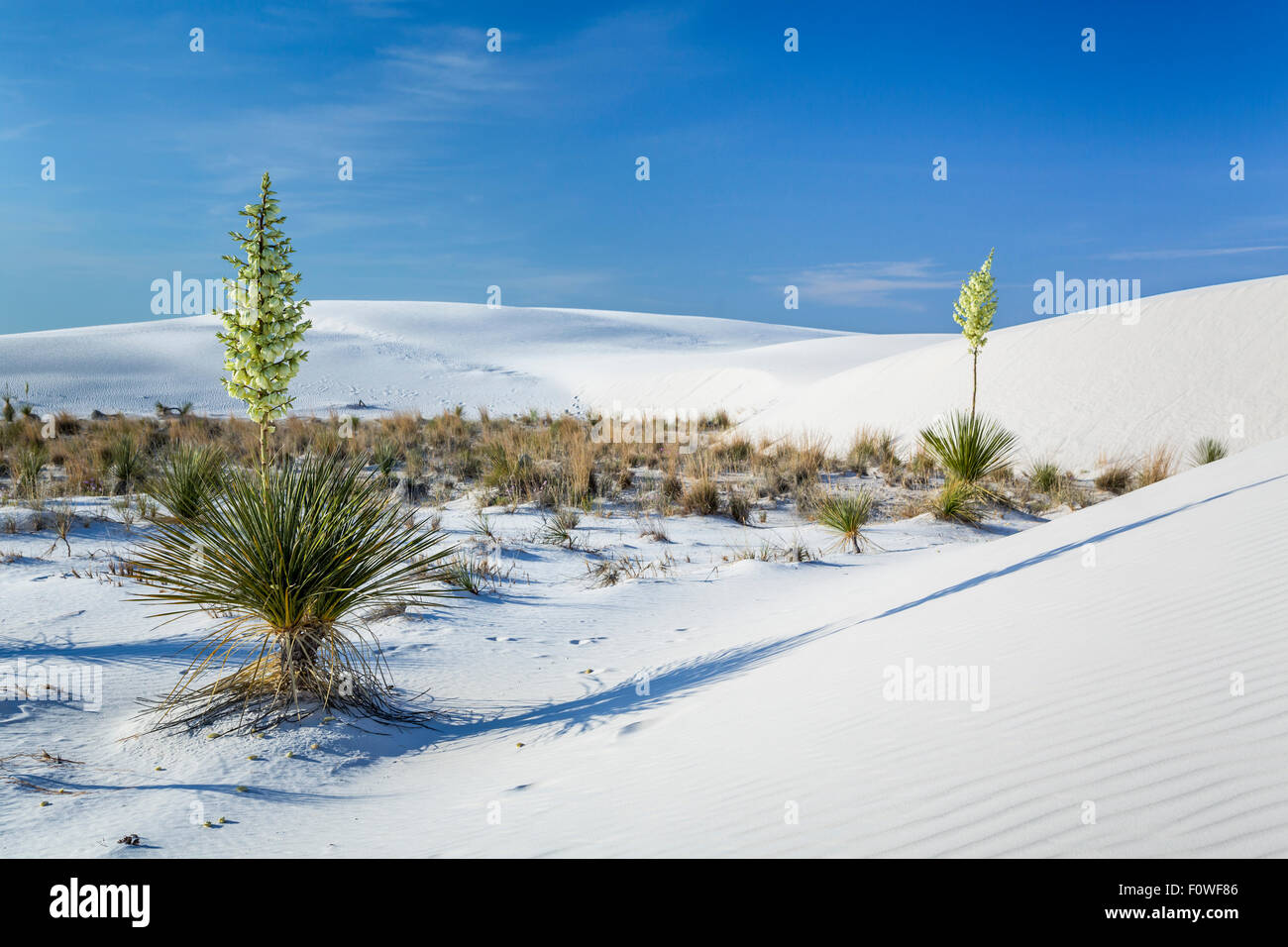 A blooming yucca plant in the white gypsum sand dunes of the White Sands National Monument near Alamogordo, New Mexico, USA. Stock Photo
