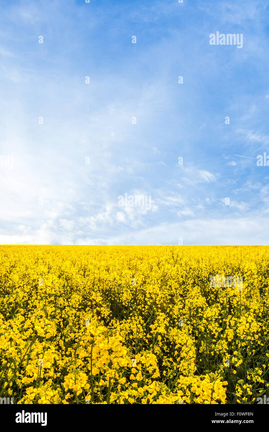 Yellow rapeseed field and blue sky with white clouds Stock Photo - Alamy