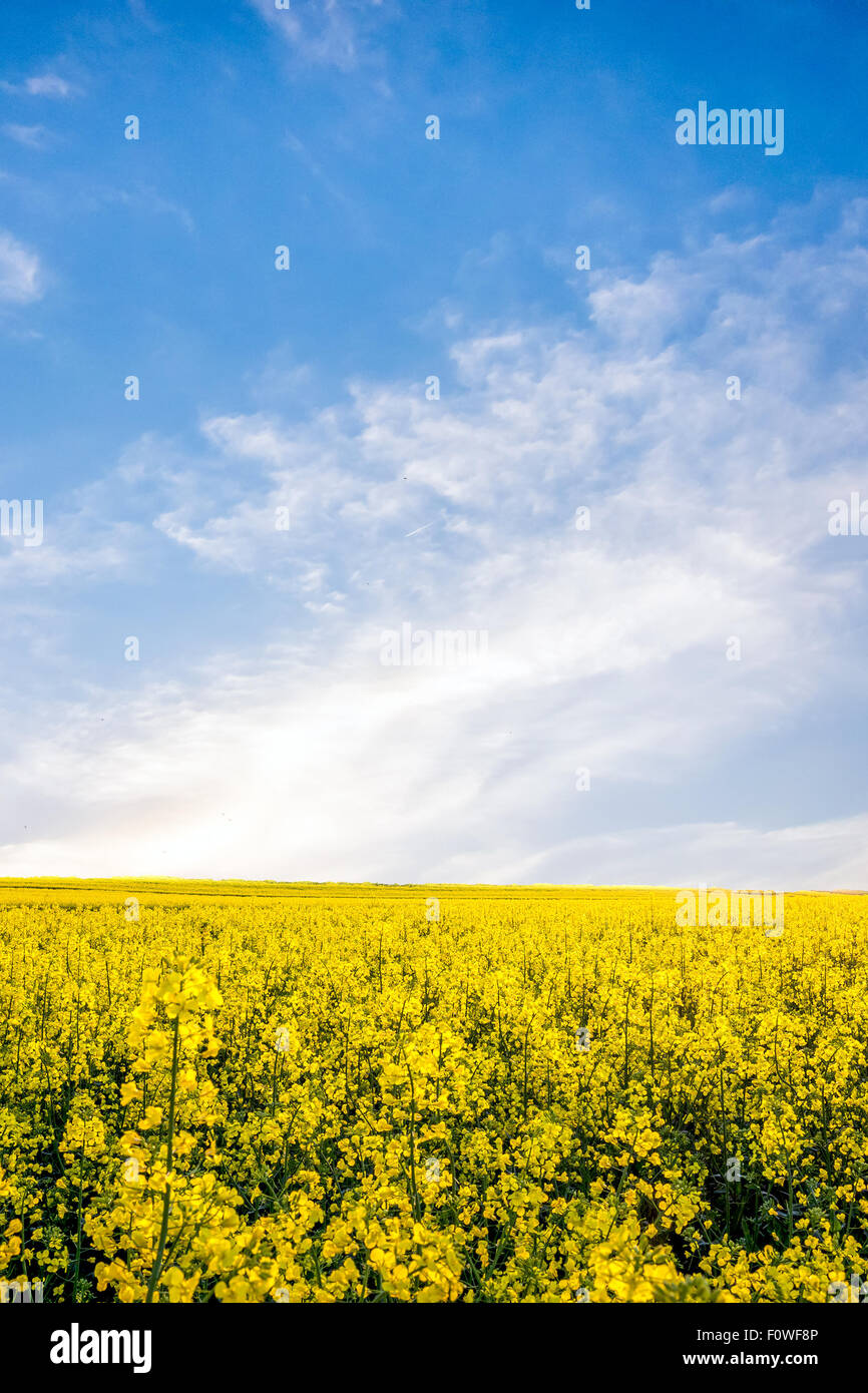 Yellow rapeseed field and blue sky with white clouds Stock Photo - Alamy