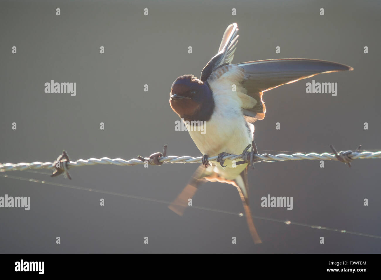 Barn Swallow (Hirundo rustica) spreads his wings while resting on green barb wire during a early morning sunrise facing the came Stock Photo