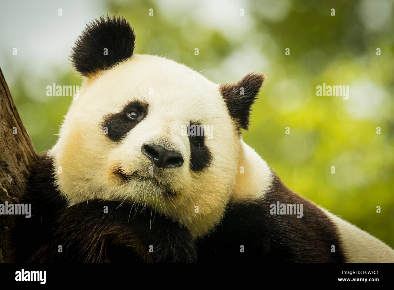 Giant panda bear falls asleep during the rain in a forest after eating bamboo Stock Photo