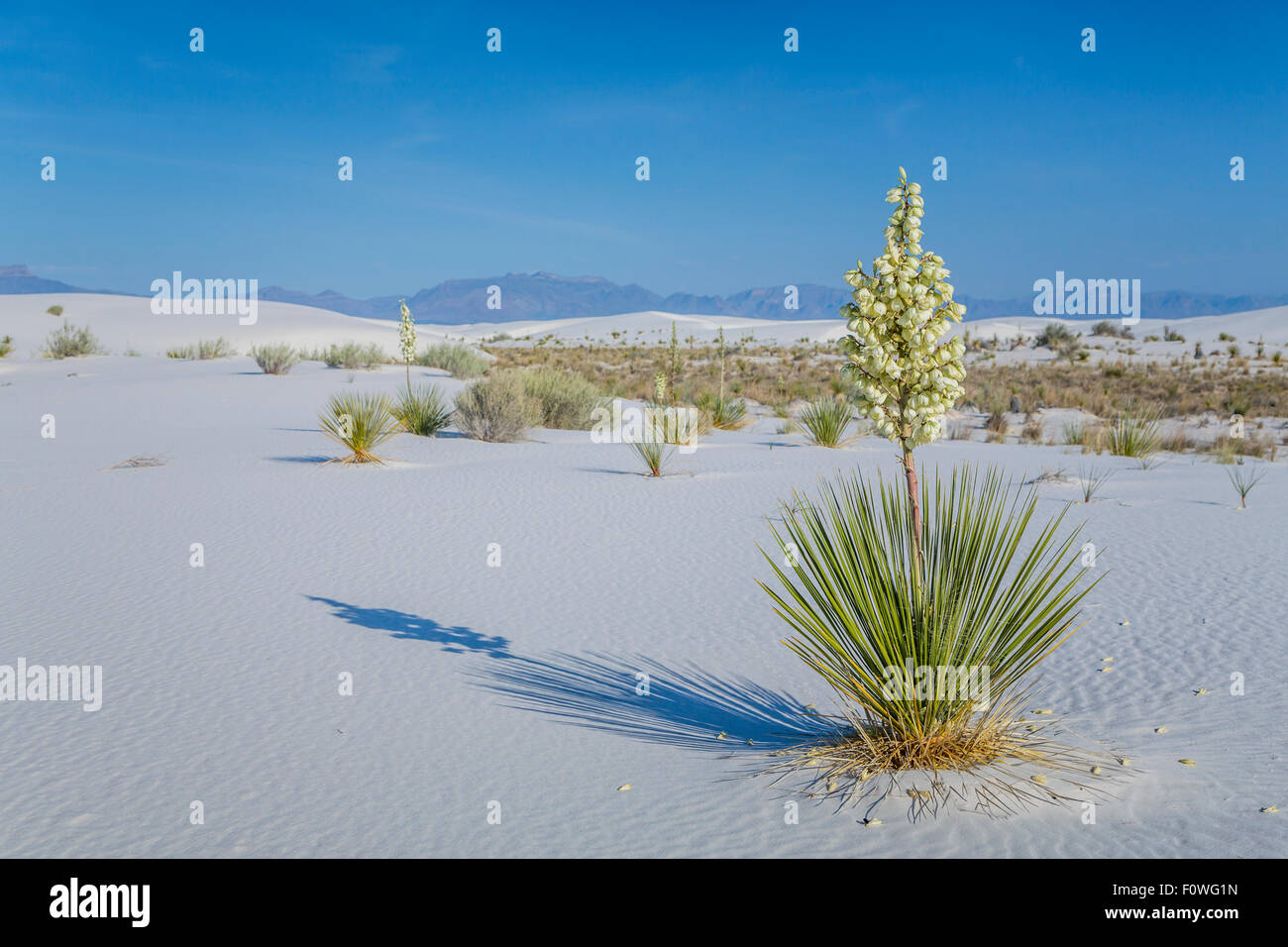 A blooming yucca plant in the white gypsum sand dunes of the White Sands National Monument near Alamogordo, New Mexico, USA. Stock Photo