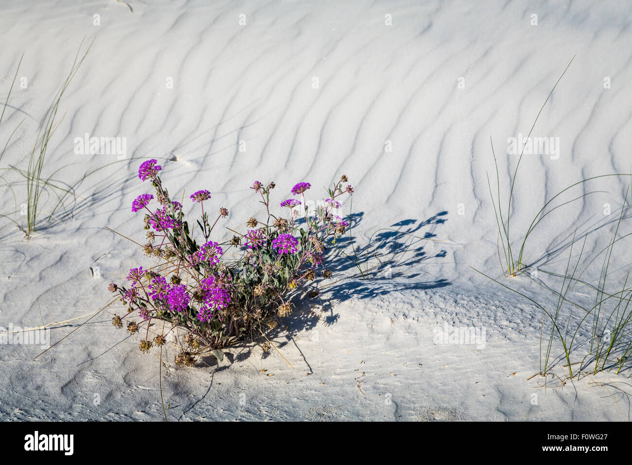 A purple sand verbena plant blooming in the gypsum dunes of the White sands National Monument near Alamogordo, New Mexico, USA. Stock Photo