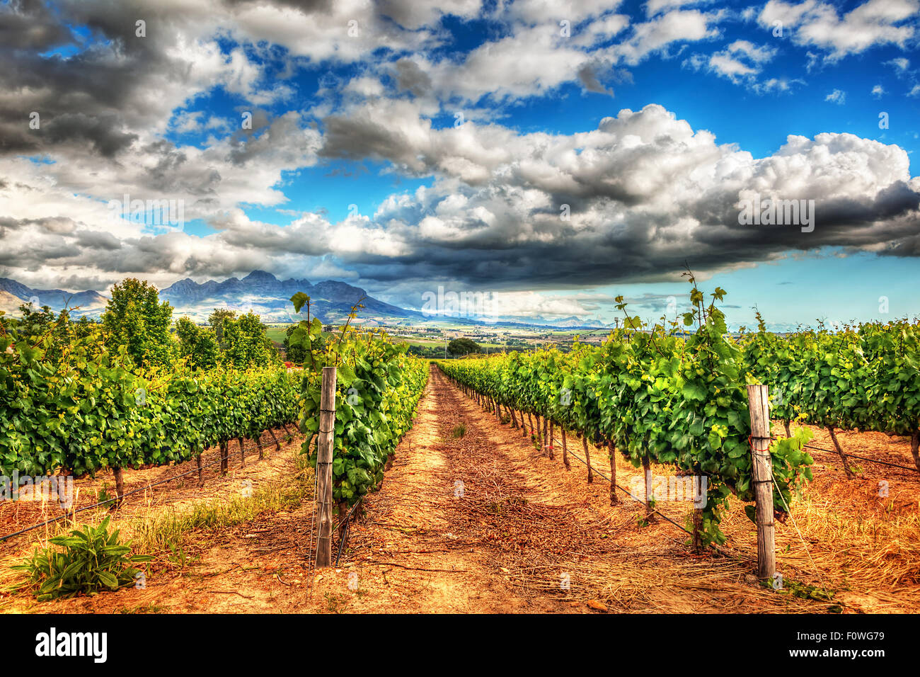 Grape fields landscape, winery garden with blue sky, beautiful agricultural scene on harvest season, grapes valley at fall Stock Photo