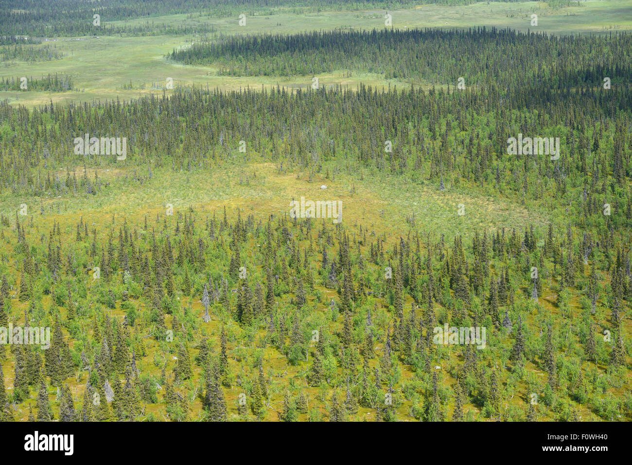 Aerial view of peat bogs and taiga boreal forest, Sjaunja Bird Protection Area, Greater Laponia Rewilding Area, Lapland, Norrbotten, Sweden, June 2013. Stock Photo