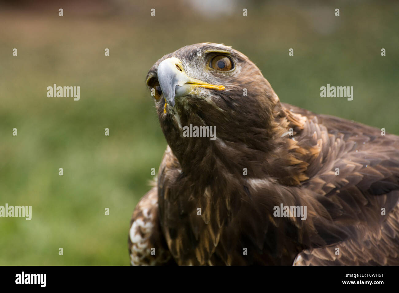 Format Bird Animal Animals Color Colour Colour Stock Photos