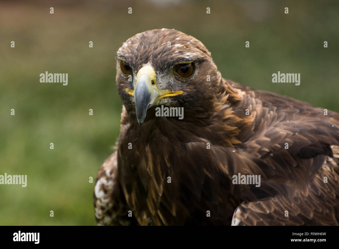 A golden eagle taken at the Birds of Prey in CoalDale, Alberta Stock Photo