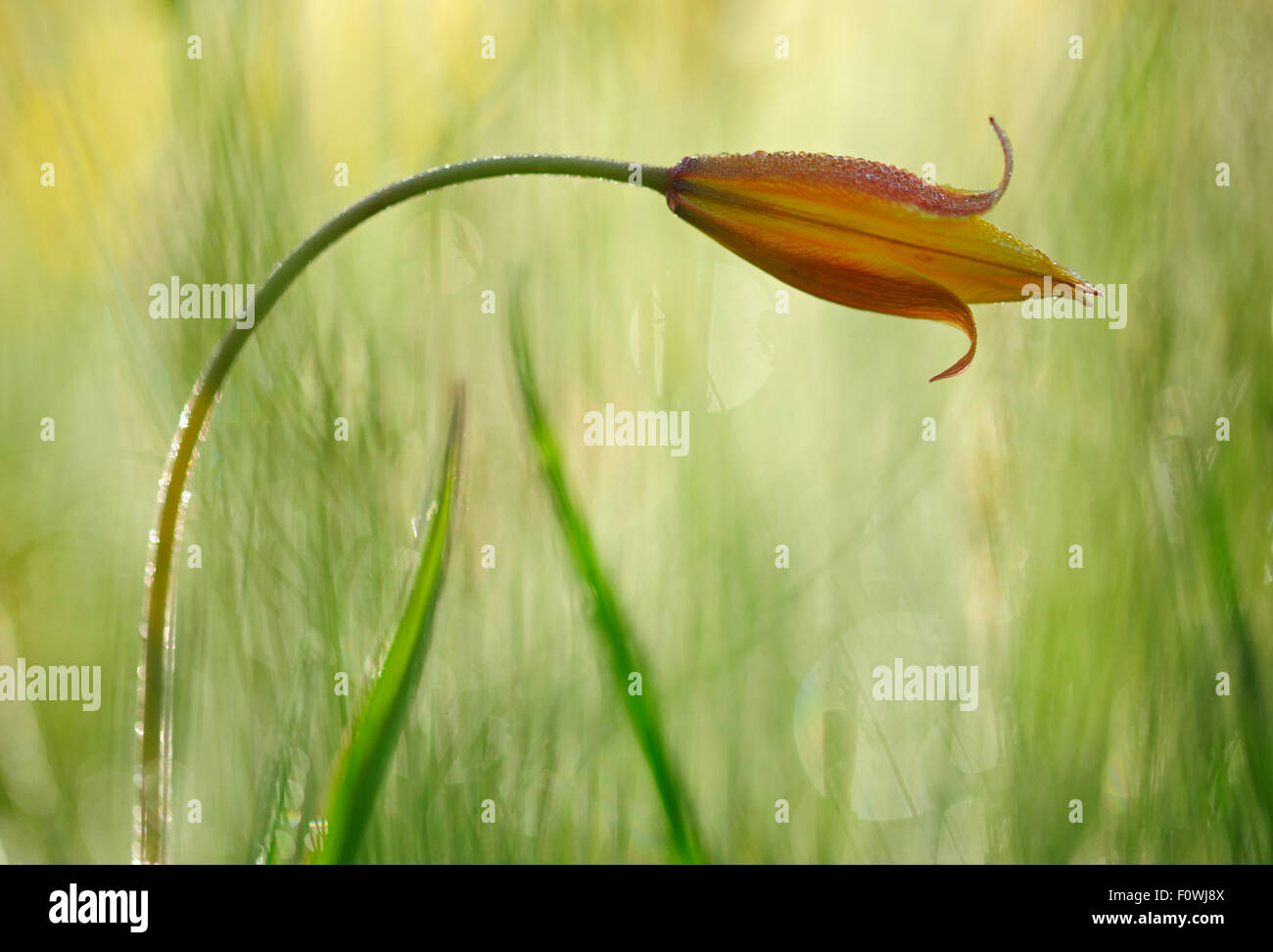 Southern tulip (Tulipa australis) with dew, on the Piano Grande, Monti Sibillini National Park, Italy, May. Stock Photo