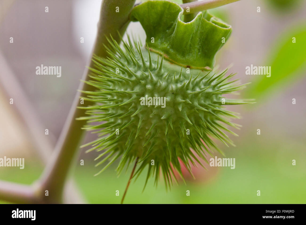 Devil'sTrumpet seed pod (Datura innoxia / Datura inoxia) - USA Stock Photo