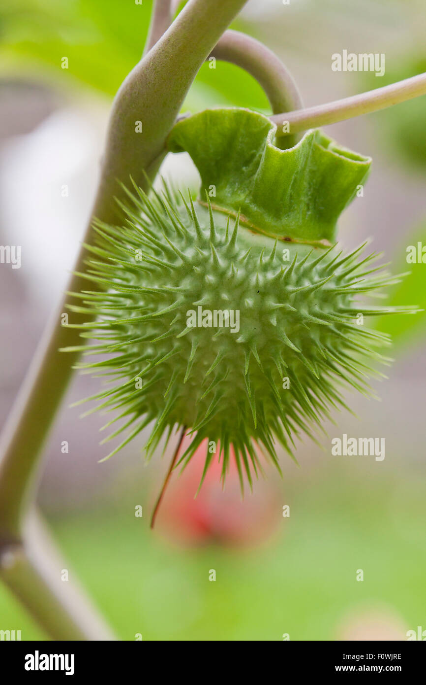 Devil'sTrumpet seed pod (Datura innoxia / Datura inoxia) - USA Stock Photo