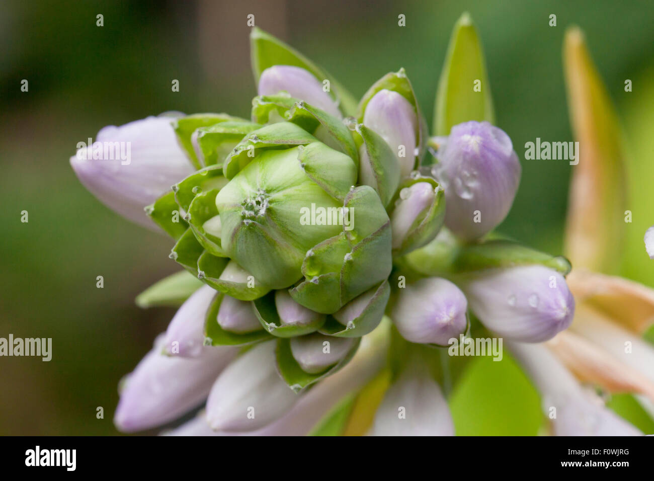 Hosta Flower Buds Usa Stock Photo Alamy