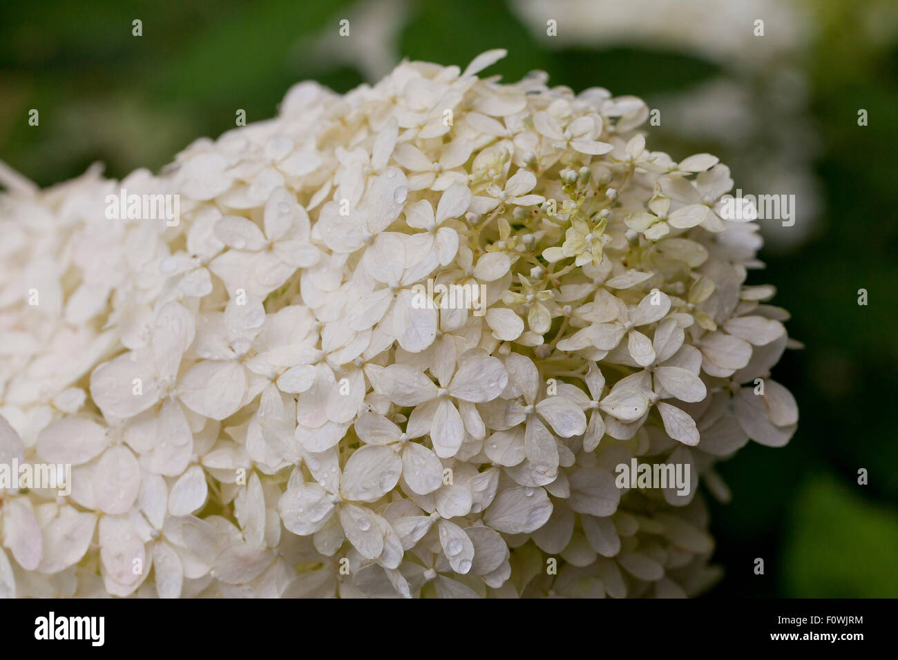 Hydrangea paniculata grandiflora hires stock photography and images Alamy