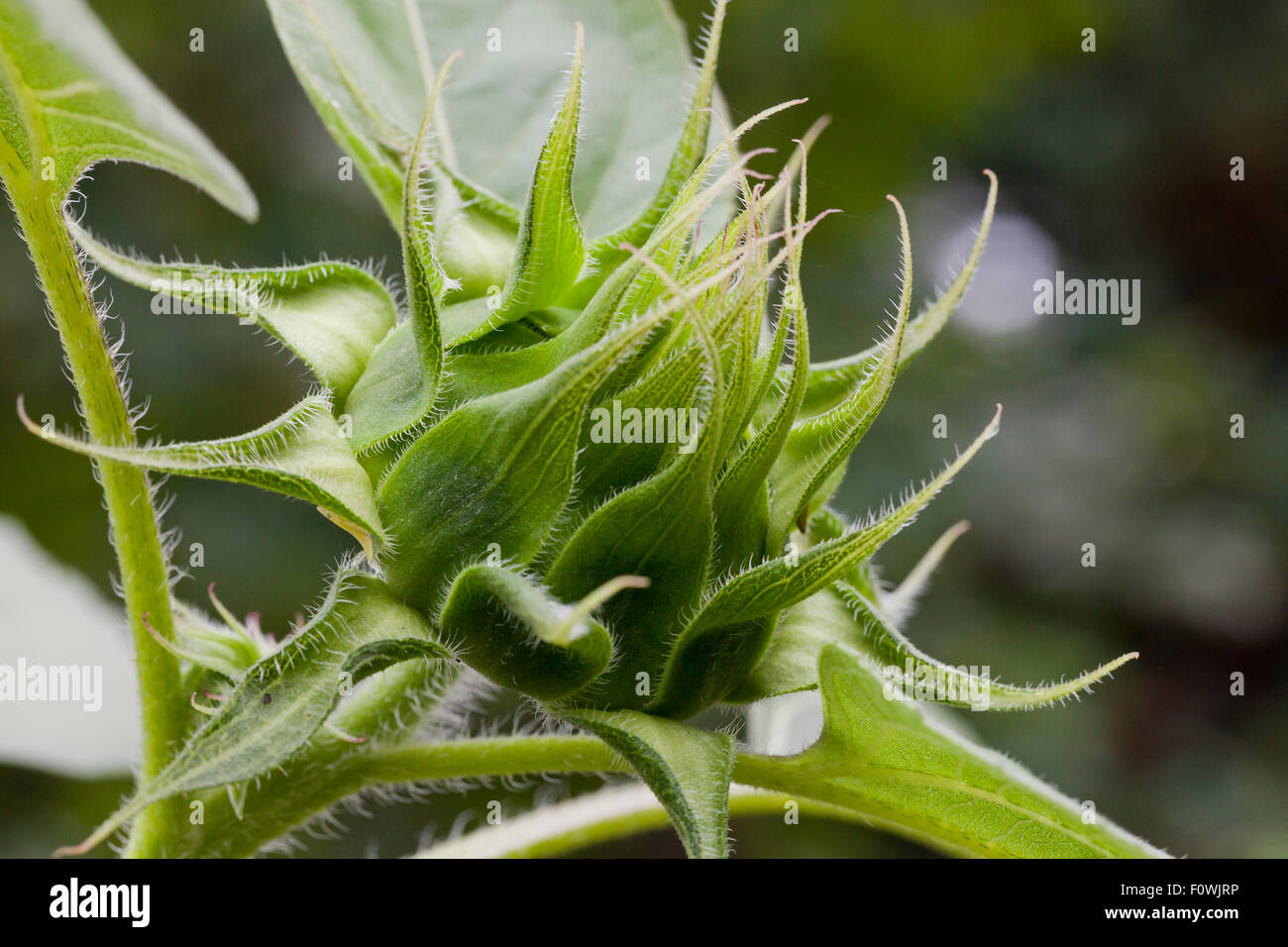 Sunflower bud - USA Stock Photo