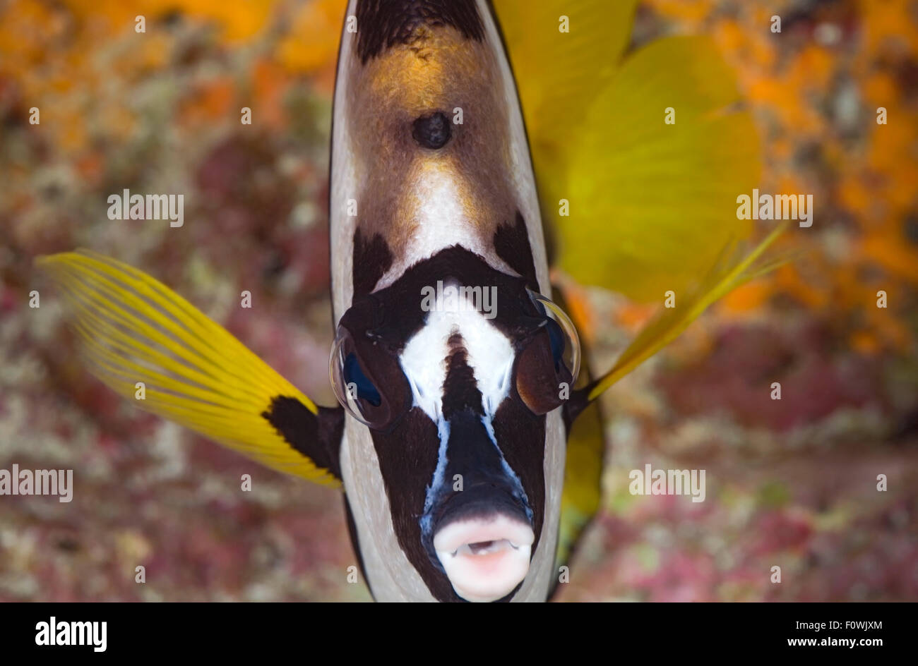 CLOSE-UP FACE VIEW OF BUTTERFLYFISH SWIMMING ON CORAL REEF Stock Photo