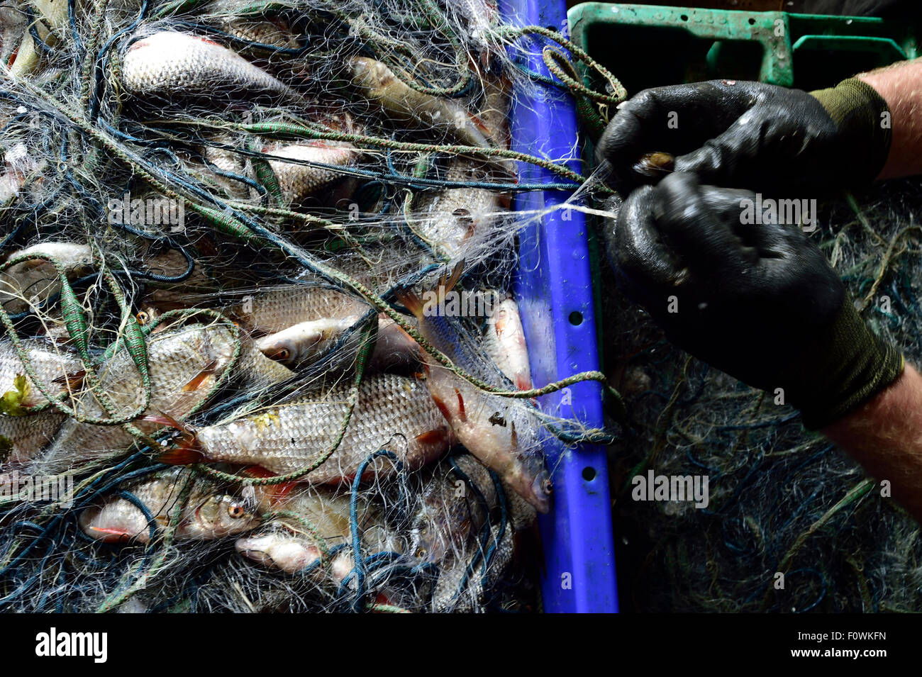 Fish net gloves hi-res stock photography and images - Alamy
