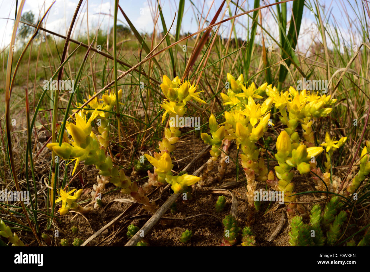 Stonecrop (Sedum sp) flowering, Altwarper Dune, Altwarp, Germany, June. Stock Photo