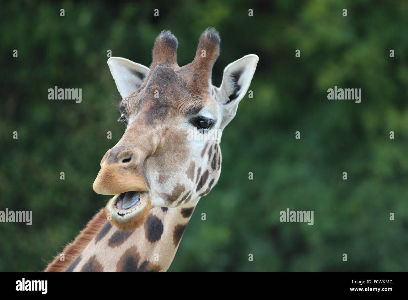 Giraffe with funny expression Stock Photo