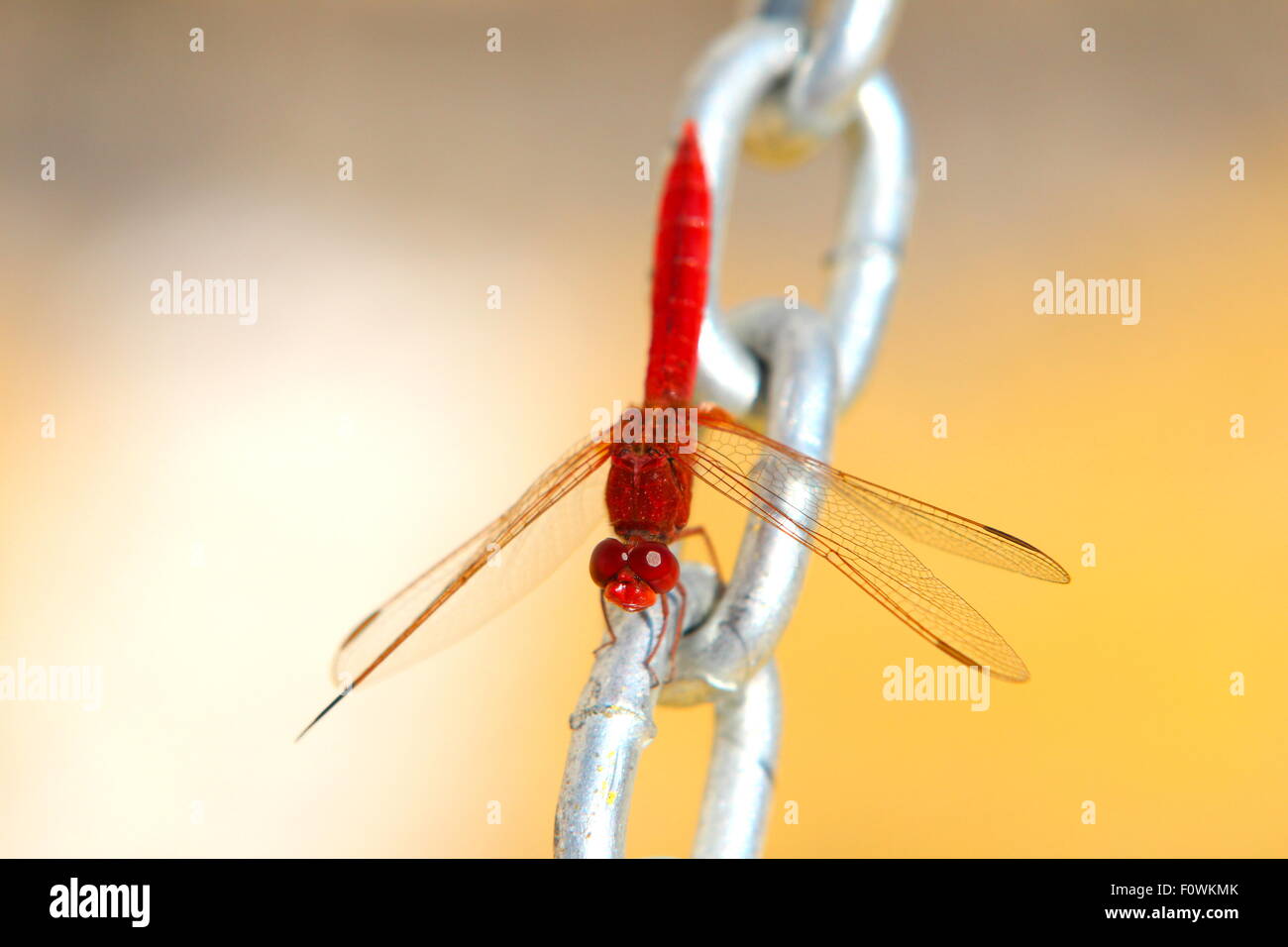 Red Dragonfly on steel chain with yellow background Stock Photo