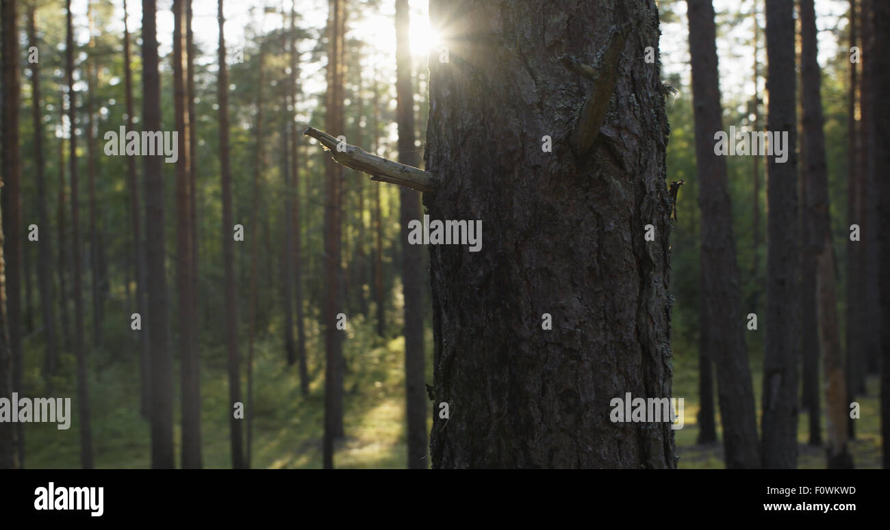 pine forest in warm summer day Stock Photo - Alamy