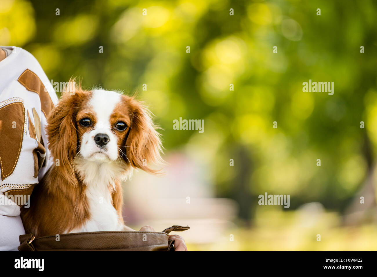 Portrait of cavalier dog in nature with copy space Stock Photo