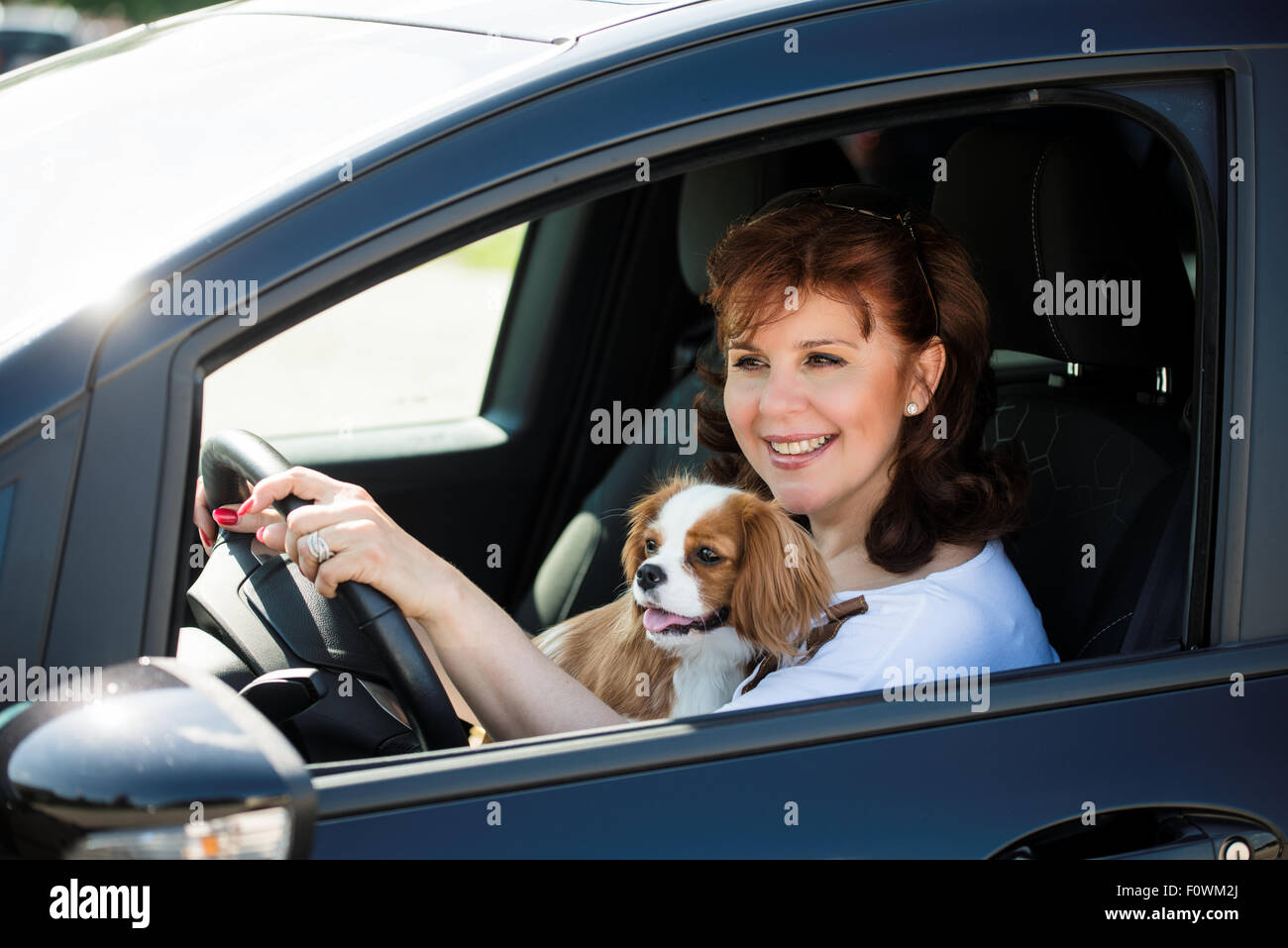 Mature woman and her cavalier dog together behind steering drive car Stock Photo