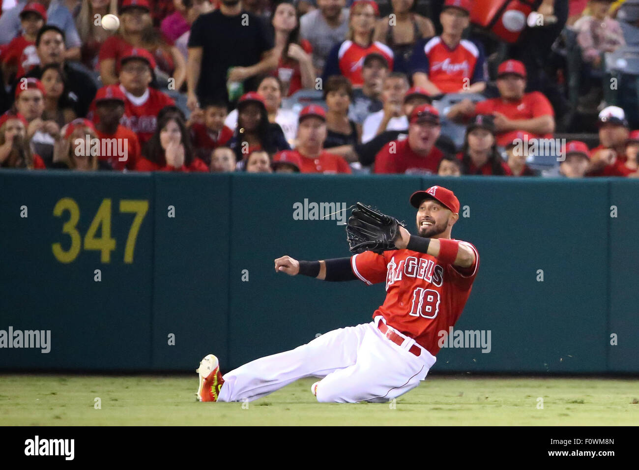 Anaheim, California, USA. 21st August, 2015. Los Angeles Angels right fielder Shane Victorino #18 slides to try to make a catch in left in the game between the Toronto Blue Jays and the Los Angeles Angels of Anaheim, Angel Stadium, Anaheim, CA, Photographer: Peter Joneleit/Cal Sport Media Credit:  Cal Sport Media/Alamy Live News Stock Photo