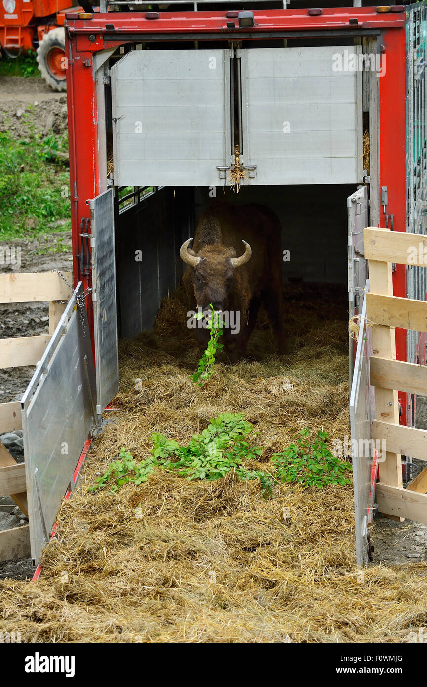 Bison relocation hi-res stock photography and images - Alamy