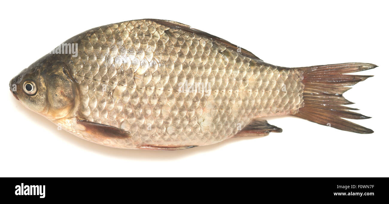 crucian carp isolated on white background Stock Photo - Alamy