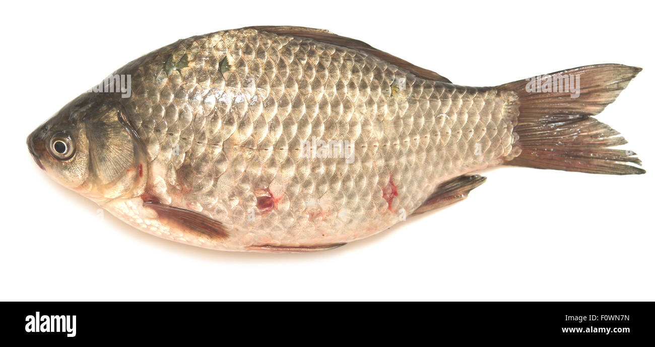 crucian carp isolated on white background Stock Photo - Alamy