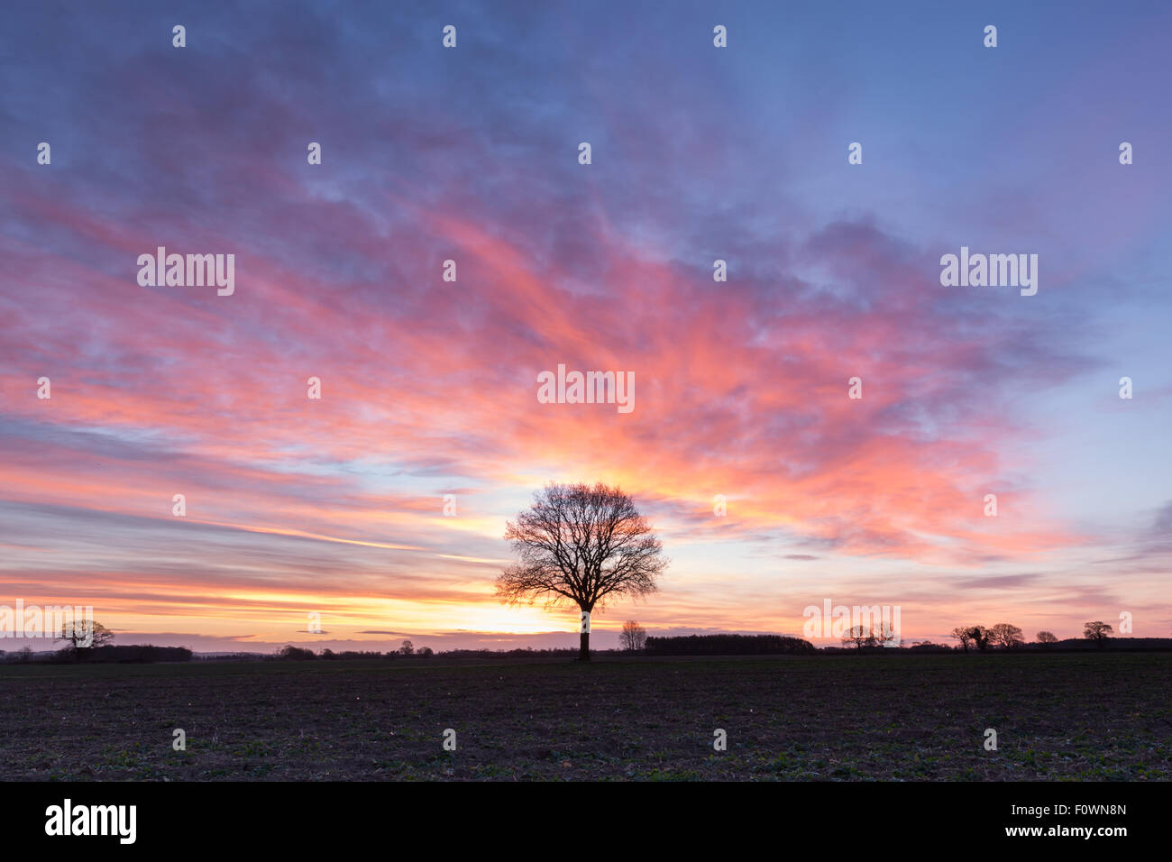 The Pheonix Tree, Pre-Dawn light on the Vale of York in the UK Stock Photo