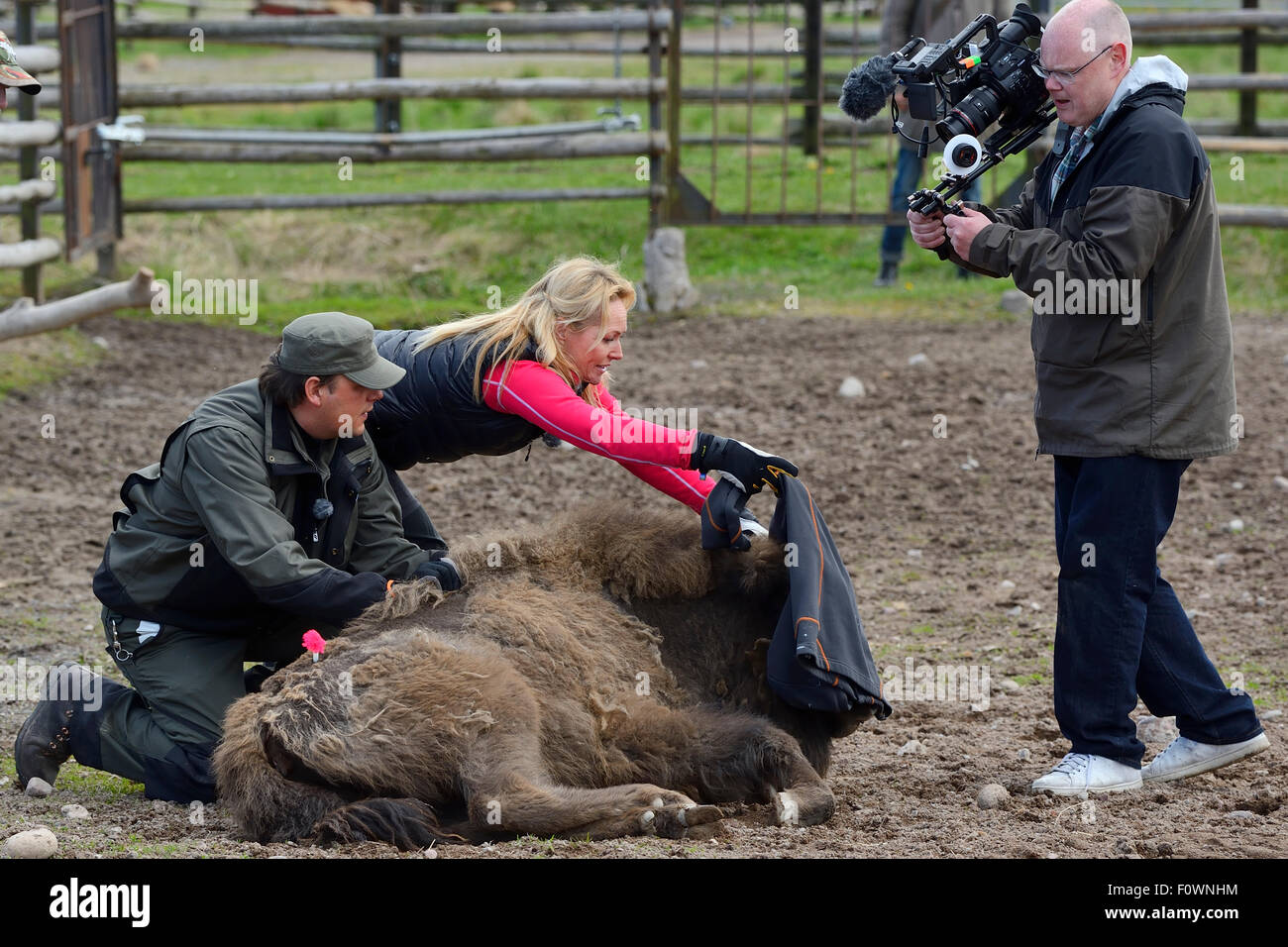 SVT TV host and film crew documenting the transportation of European bison / Wisent (Bison bonasus) from the Avesta Visentpark in Sweden to the Armenis area in the Southern Carpathians, Romania. May 2014. Stock Photo