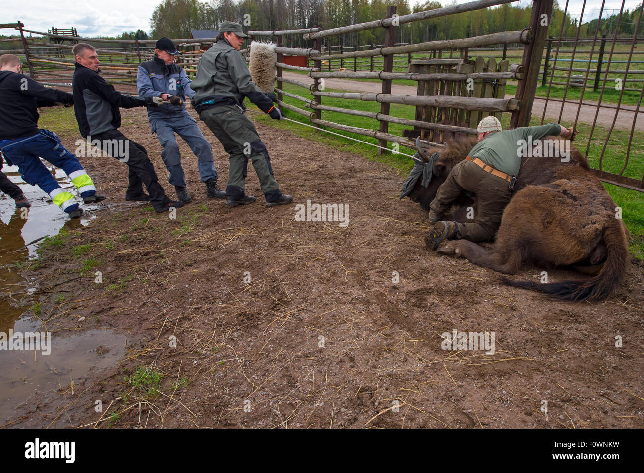 Men preparing to load sedated European bison / Wisent (Bison bonasus ...
