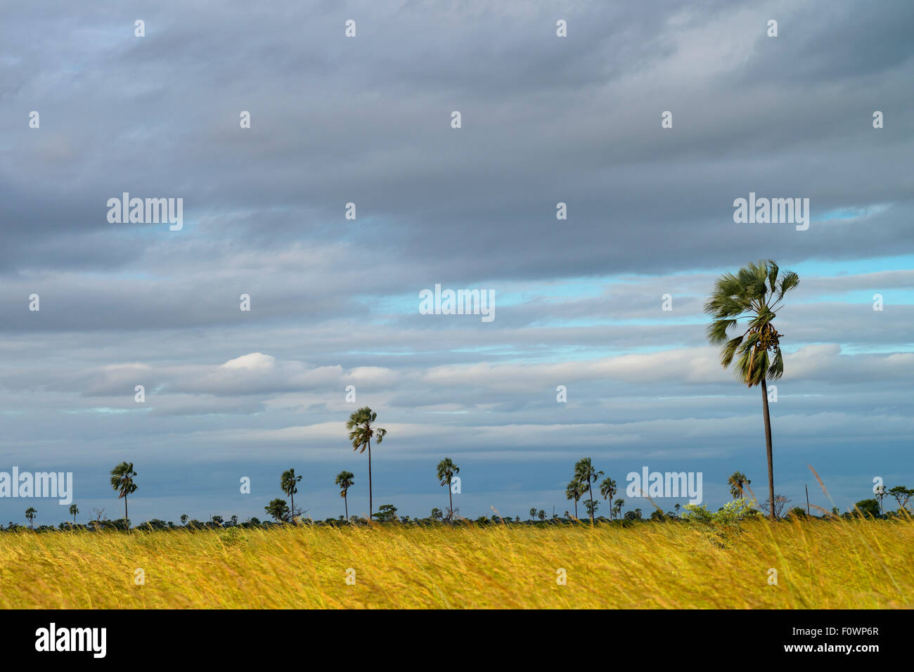 Heavy rain on palm trees hi-res stock photography and images - Alamy
