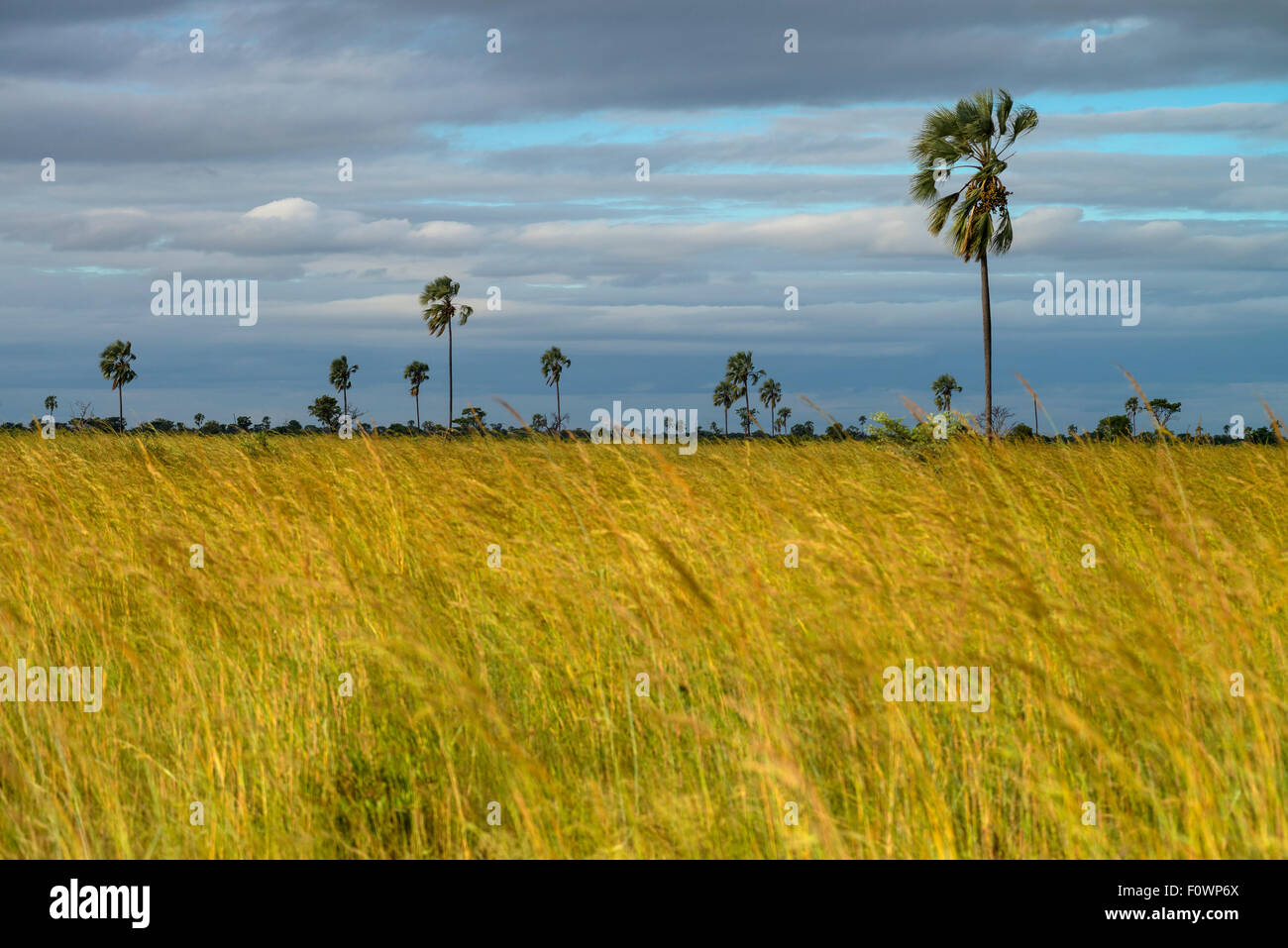 Heavy rain on palm trees hi-res stock photography and images - Alamy