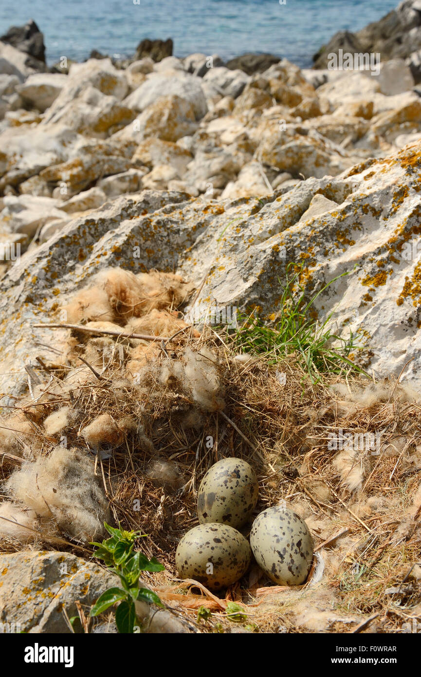 Yellow-legged gull (Larus michahellis) eggs in nest, Velebit Mountains Nature Park, Croatia, April 2014. Stock Photo