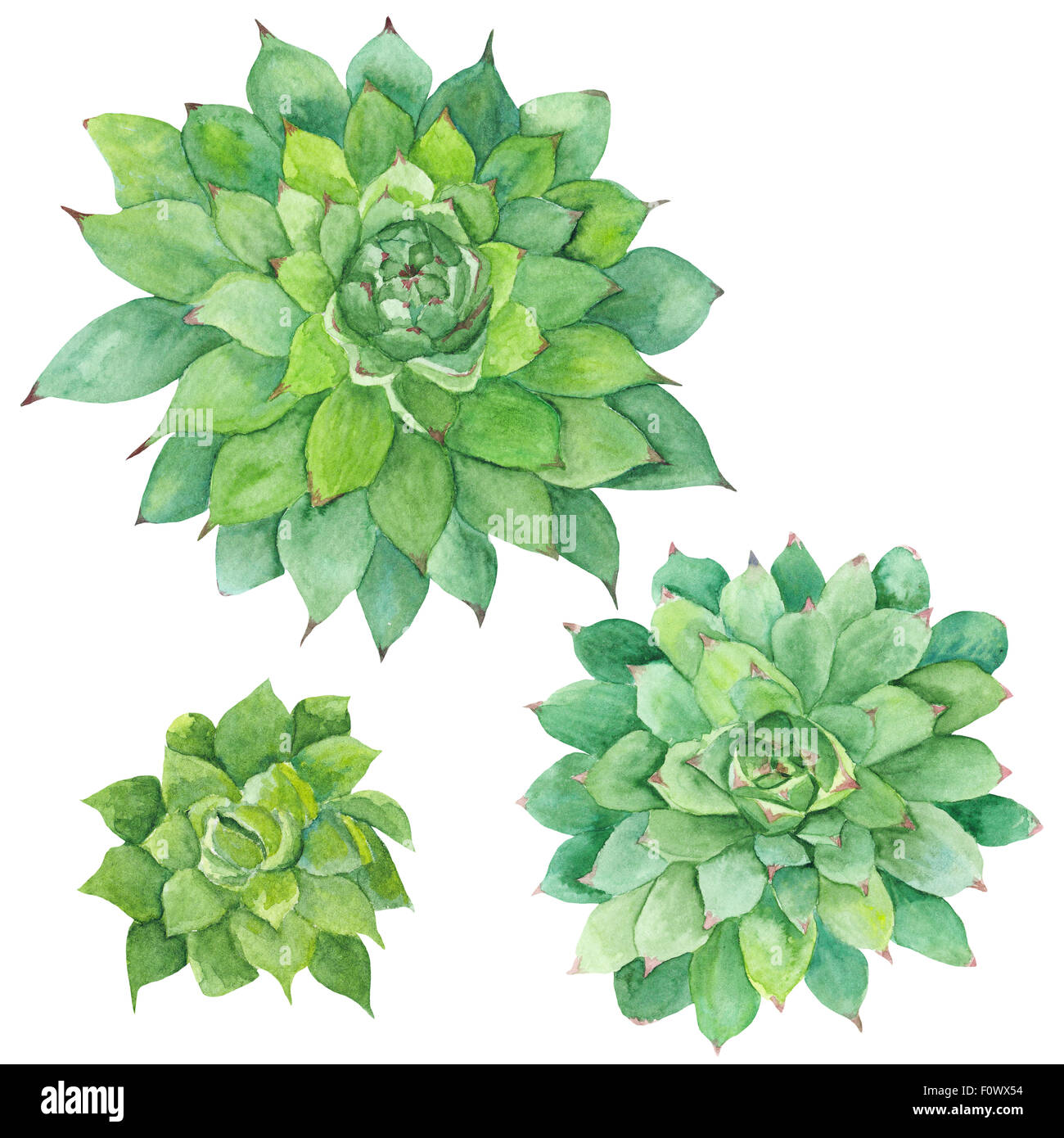 Hand-painted drawing with three green tropical plants isolated on white background, Sempervivum botanical illustration Stock Photo