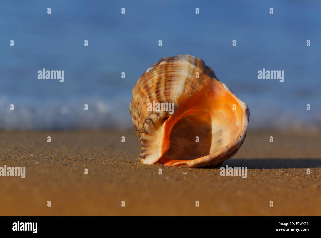 close up of seashell on sea coast Stock Photo
