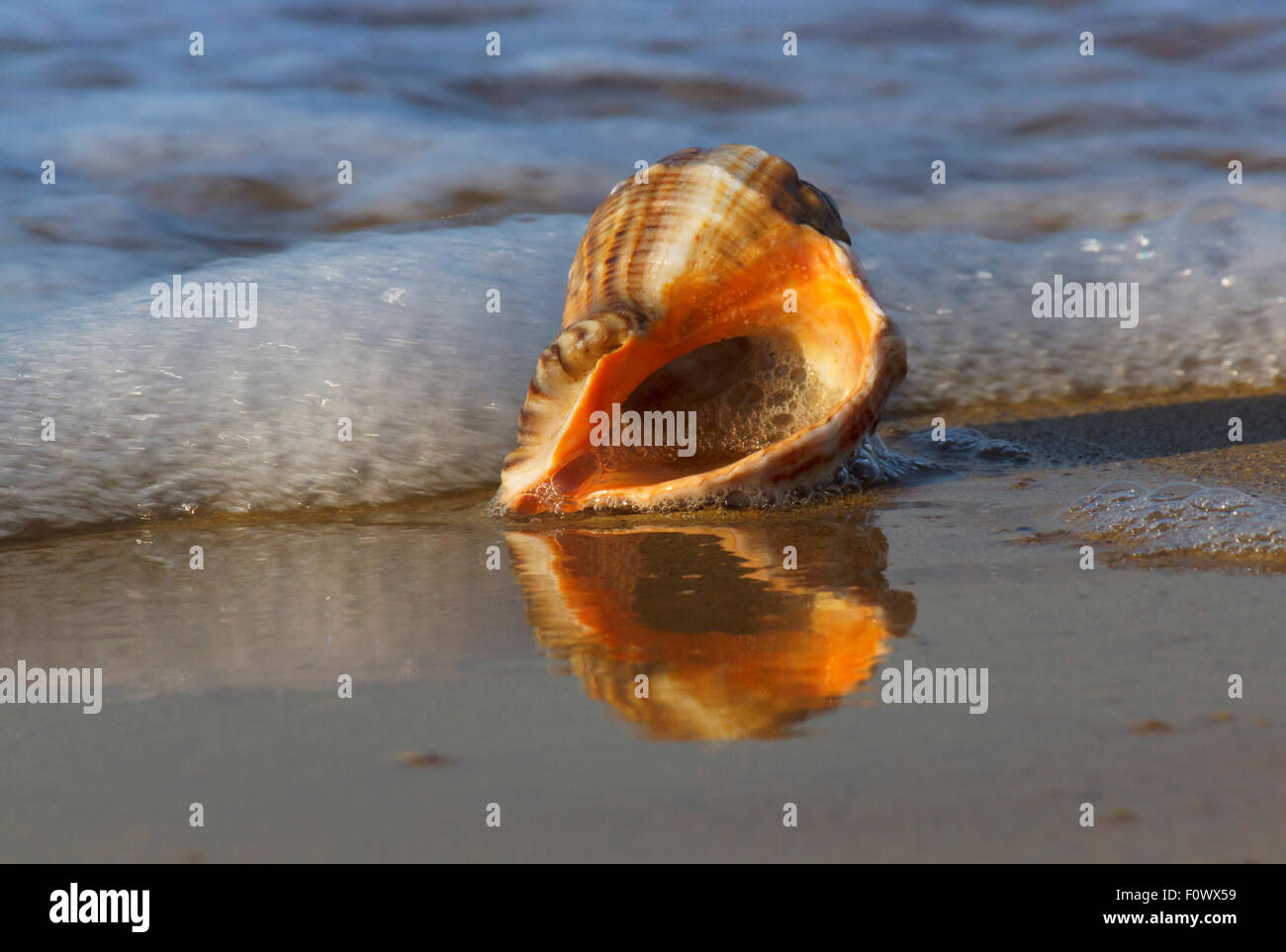 Seal Shell close up of seashell on sea coast Stock Photo - Alamy