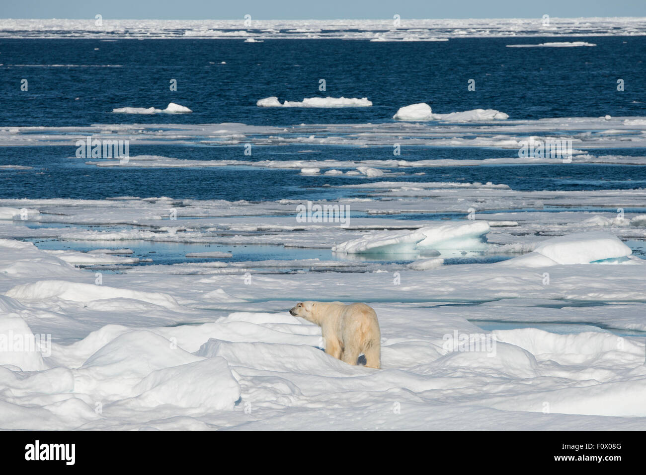 Norway, Barents Sea, Svalbard, Sjuoyane, Seven Islands. Northeast-Svalbard Nature Reserve. Male polar bear. Stock Photo