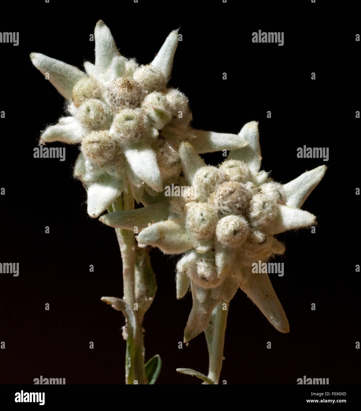 Edelweiss; Leontopodium; nivale; Stock Photo