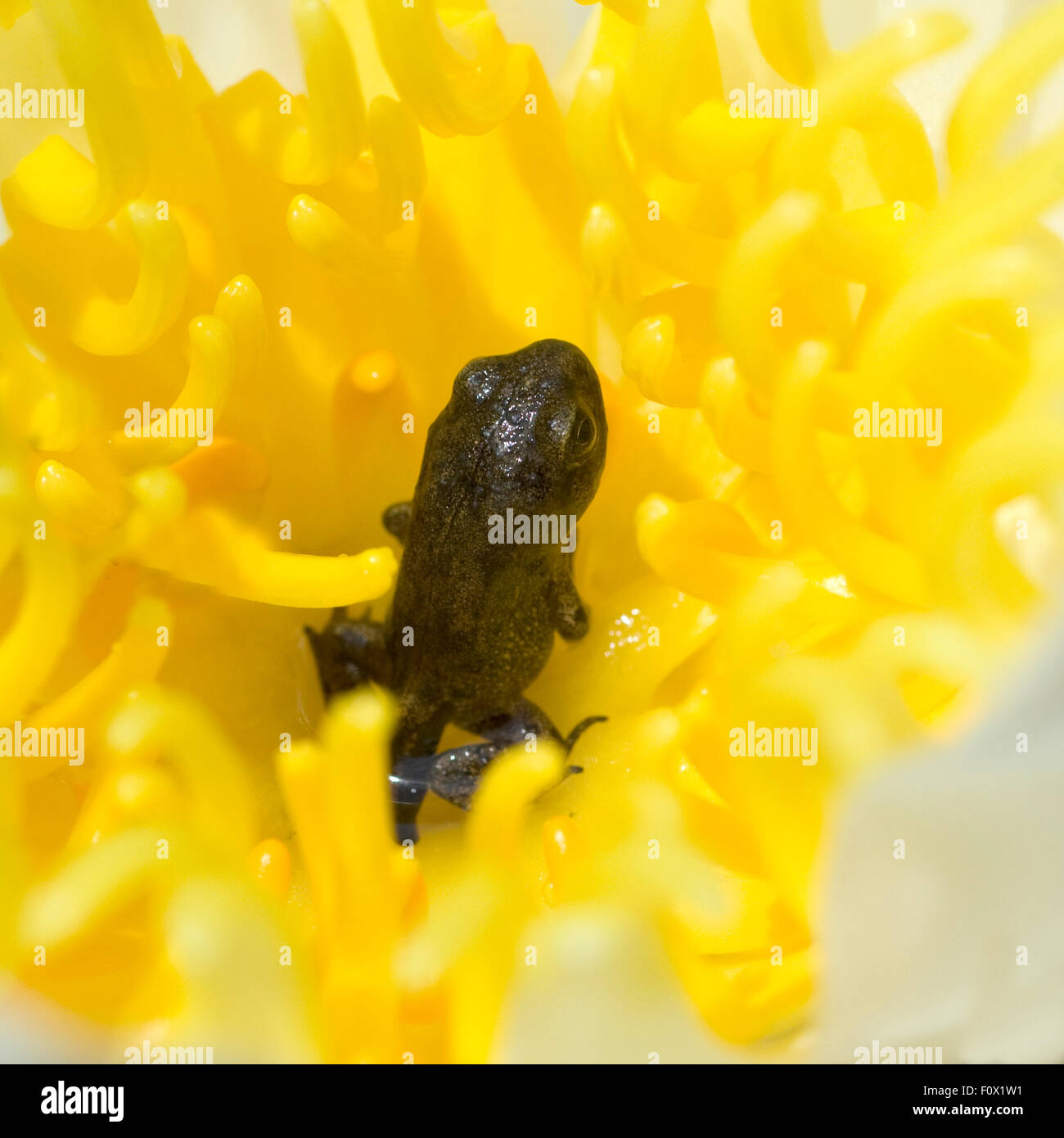 Jungfrosch, seerosen, Junge, Kroete, Stock Photo