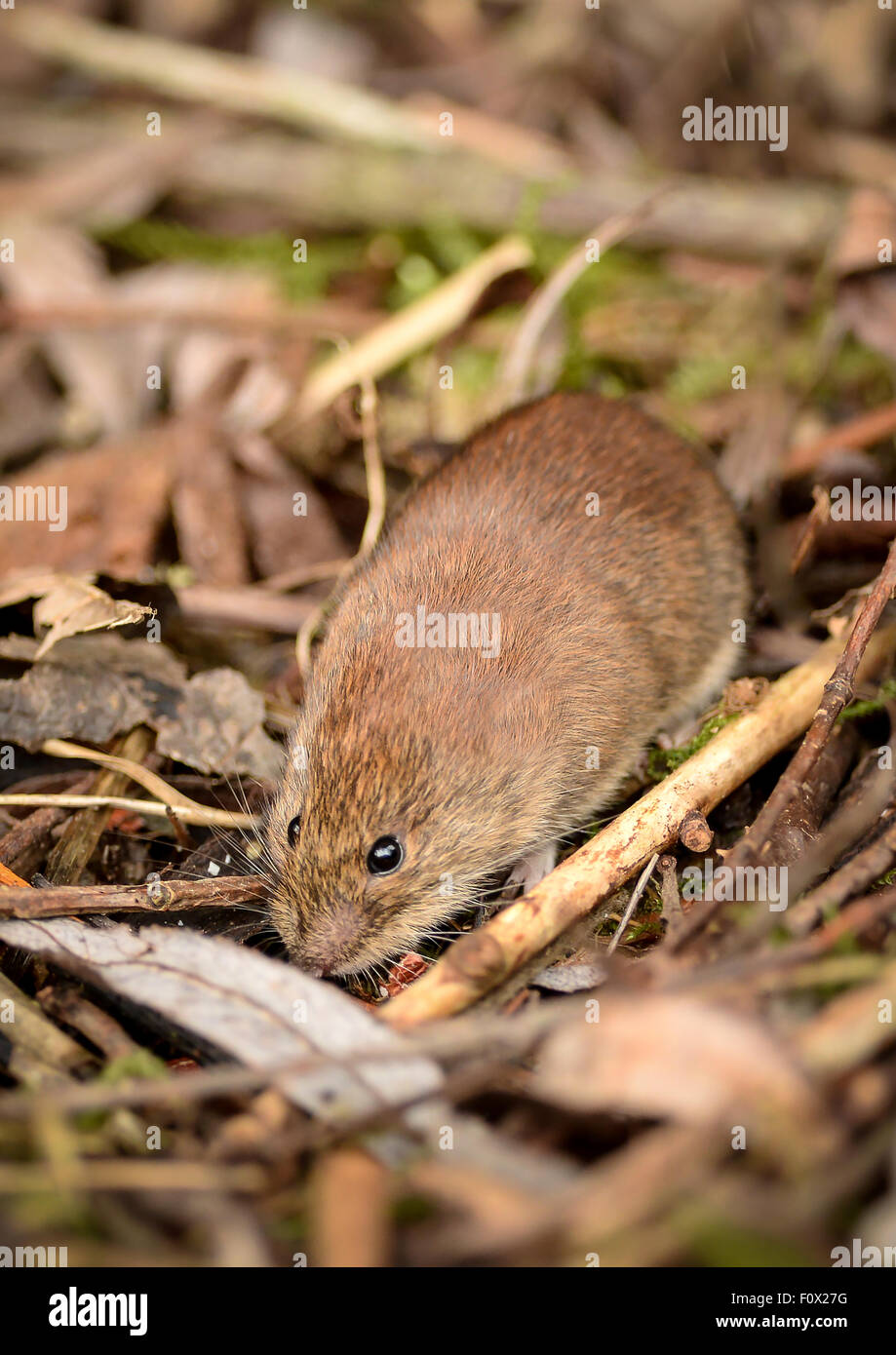 rodent, vole, animal, nature, wild, mammal, Stock Photo